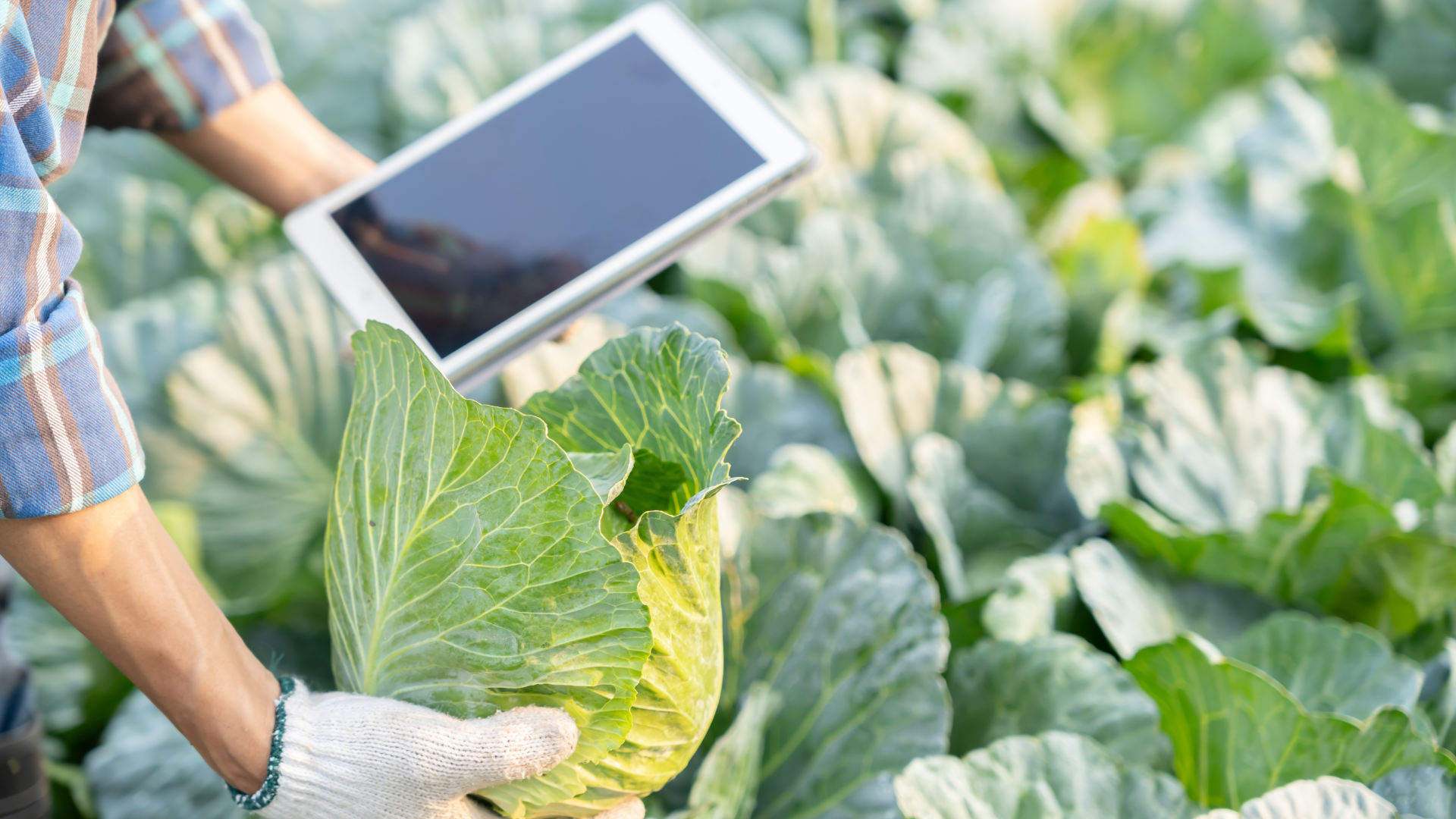 Food and Nutrition Security