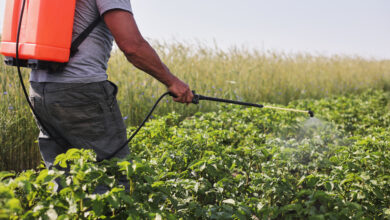 Photo of Multi-level, virtual regional crop protection training starts for CARICOM Agriculture stakeholders