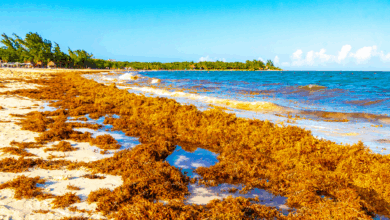 Photo of 🌊 Empowering Belizean Youth: The #501SaveTheBeach Initiative