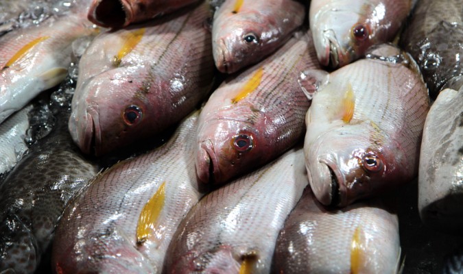 Photo of Caribbean Fishing Industry Moves to Close Food Safety Gaps, Expands Markets