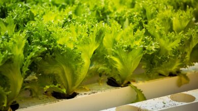 Photo of Regional Forum focuses on effects of climate change on agriculture