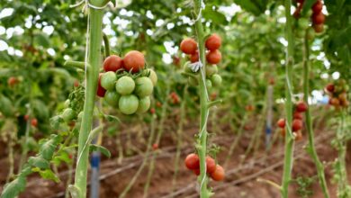 Photo of CARICOM Secretariat and partners offer three-level Crop Protection Training Programme