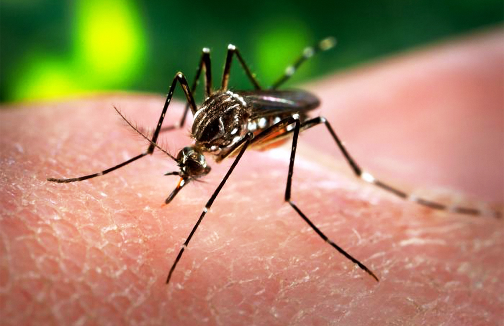 Photo of Monitor, report birth anomalies – PAHO advises on Zika virus